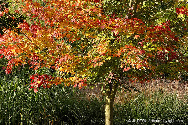 jardin garden